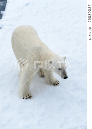Polar bear on the pack ice north of Spitsbergen Polar bear on the pack ice north of Spitsbergen 96080087