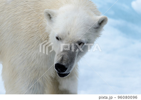 Polar bear on the pack ice north of Spitsbergen 96080096