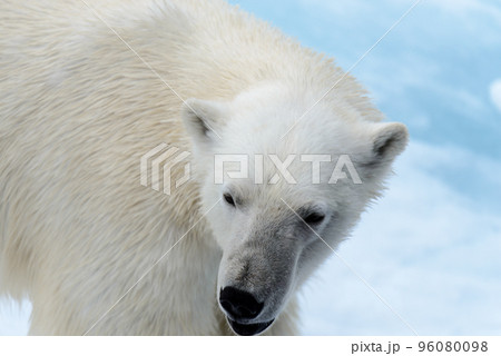 Polar bear on the pack ice north of Spitsbergen Polar bear on the pack ice north of Spitsbergen 96080098