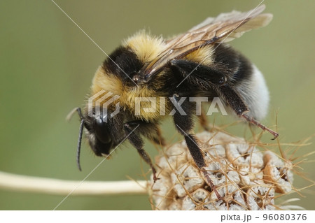 Closeup of a queen large garden or ruderal bumblebee bumblebee , Bombus rudateratus 96080376