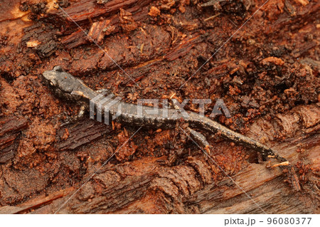 Closeup on a sub-adult , juvenile Clouded salamander, Aneides ferreus sitting on redwood 96080377