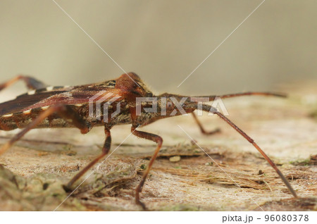 Closeup on the Western Conifer seed bug , Leptoglossus occidentalis on wood 96080378