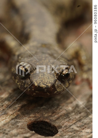 Vertical frontal closeup on a gorgeous colored adult Clouded salamander, Aneides ferreus 96080386