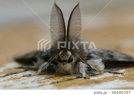 Frontal vertical closeup on a European gypsy moth, Lymantria dispar with it's antenna 96080397