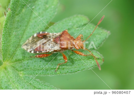 Closeup on the orange colored Rhopalus subrufus plantbug in the garden 96080407