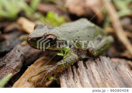 Closeup on a green Pacific treefrog, Pseudacris regilla in rainy clouded weather 96080408