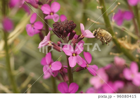 Closeup on a flying Anthophora furcata flying towards a purple wallflower, Erysimum cheiri 96080415