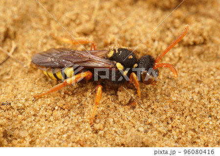 Closeup shot of a female Painted Nomad Bee, Nomada fucata in the sand 96080416