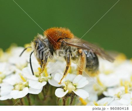 Closeup on a colorful red-tailed mining bee, Andrena haemorrhoa sipping nectar from a white Achillea millefolium flower 96080418
