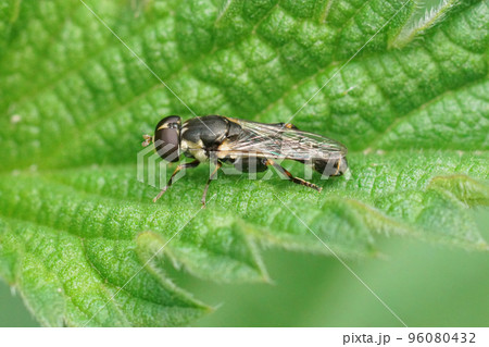 Closeup on a thick-legged hoverfly , Syritta pipiens sitting on a green leaf 96080432