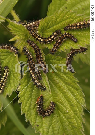 Closeup on caterpillar aggregation of the small tortoiseshell butterfly, Aglais urticae 96080433