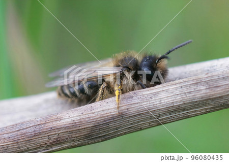 Closeup of a male yellow legged mining bee, Andrena flavipes 96080435