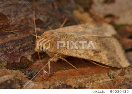 Closeup on the Scarce Bordered Straw owlet moth, Helicoverpa armigera, sitting on wood 96080439