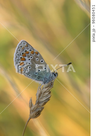 Closeup on a blue Icarus butterfly, Polyommatus icarus, sitting with closed wings in a meadow Closeup on a blue Icarus butterfly, Polyommatus icarus, sitting with closed wings in a meadow 96080451