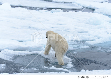 Polar bear on the pack ice north of Spitsbergen 96080587