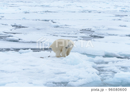 Polar bear on the pack ice north of Spitsbergen Polar bear on the pack ice north of Spitsbergen 96080600