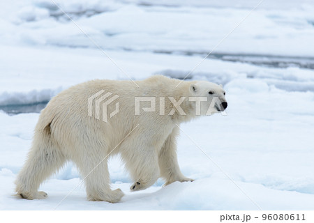 Polar bear on the pack ice north of Spitsbergen 96080611
