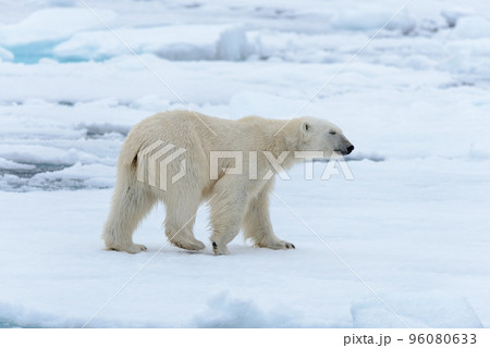 Polar bear on the pack ice north of Spitsbergen 96080633