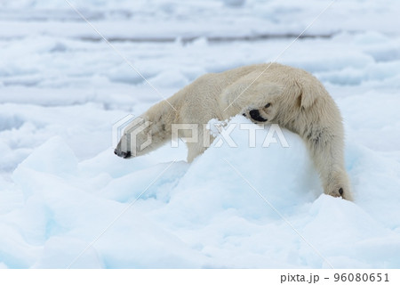 Polar bear on the pack ice north of Spitsbergen 96080651