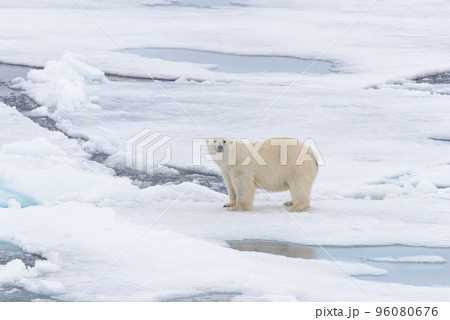 Polar bear on the pack ice north of Spitsbergen Polar bear on the pack ice north of Spitsbergen 96080676