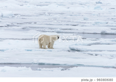 Polar bear on the pack ice north of Spitsbergen 96080680