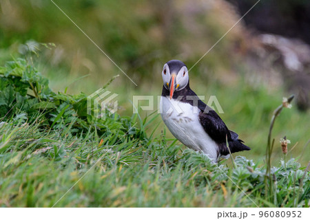Puffin on Staffa island Puffin on Staffa island 96080952