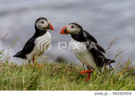 Puffin on Staffa island Puffin on Staffa island 96080968