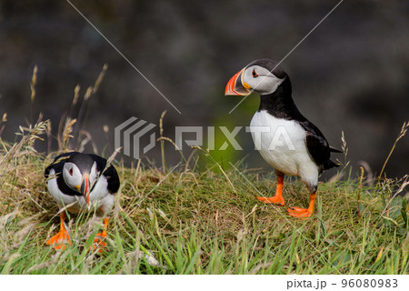 Puffin on Staffa island Puffin on Staffa island 96080983