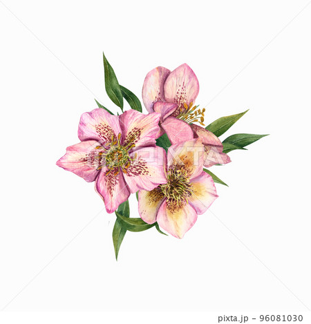 Watercolor hellebores isolated on a white background 96081030