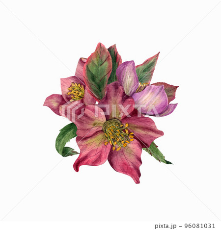 Watercolor hellebores isolated on a white background 96081031