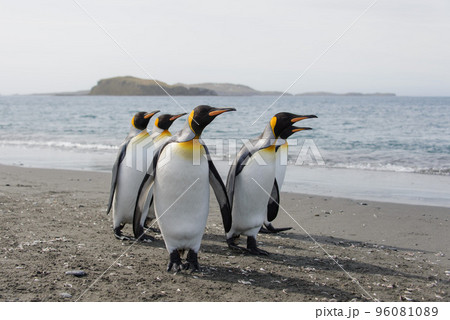 King penguins 96081089