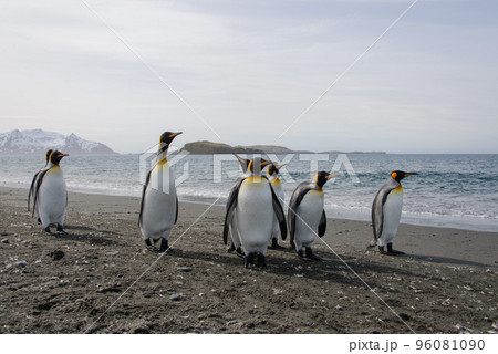 King penguins King penguins 96081090