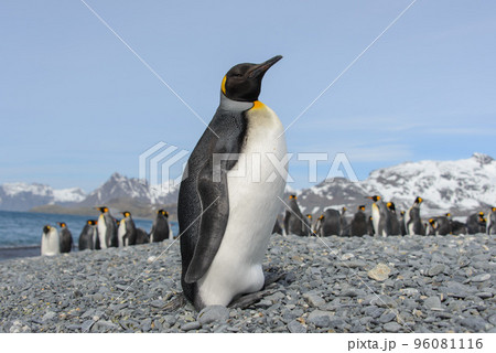 King penguin King penguin 96081116