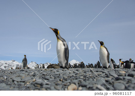 King penguin King penguin 96081117