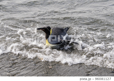 King penguin going from sea 96081127