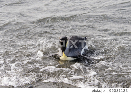 King penguin going from sea 96081128
