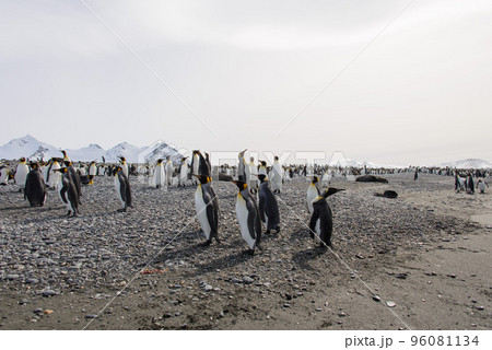 King penguins 96081134