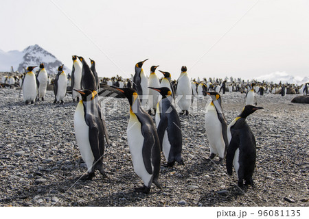 King penguins 96081135