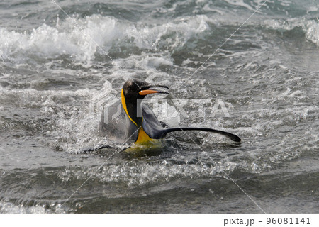 King penguin going from sea 96081141