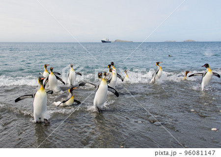 King penguins going from sea King penguins going from sea 96081147
