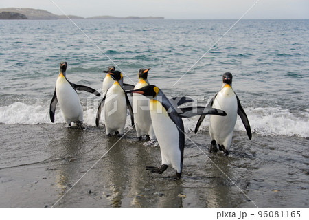 King penguins going from sea 96081165
