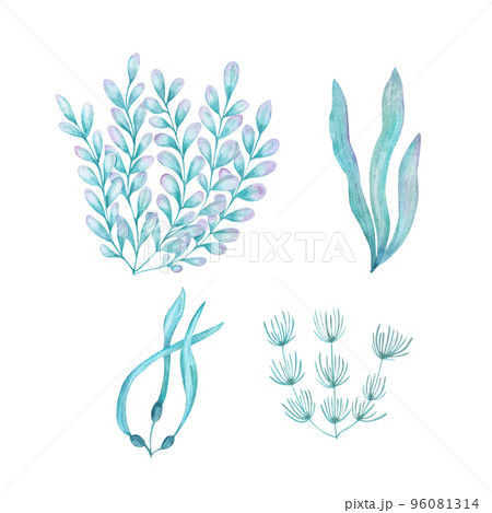 Watercolor illustration of a set of marine flora. Hand painted underwater floral illustration with algae leaves and tropical coral isolated on white background. Print design poster fabric decoration. Watercolor illustration of a set of marine flora. Hand painted underwater floral illustration with algae leaves and tropical coral isolated on white background. Print design poster fabric decoration. 96081314