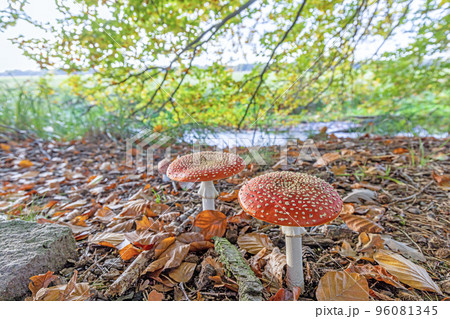 Close up of a toadstool on a leaf covered forest floor during the day 96081345