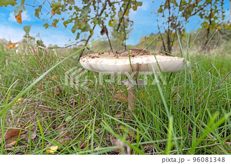 Close up of a parasol mushroom in a meadow during the day 96081348