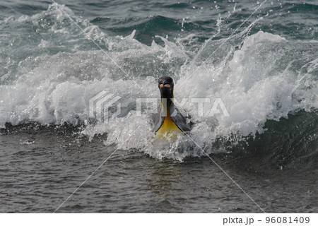 King penguin going from sea 96081409