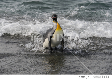 King penguin going from sea King penguin going from sea 96081413