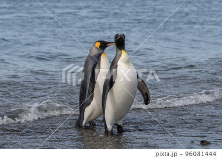 King penguins going from sea 96081444