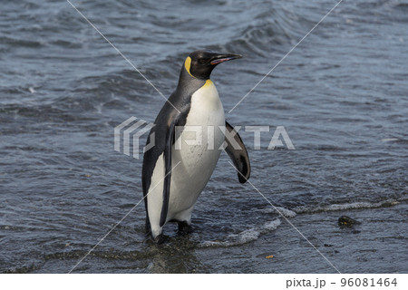 King penguin going from sea King penguin going from sea 96081464