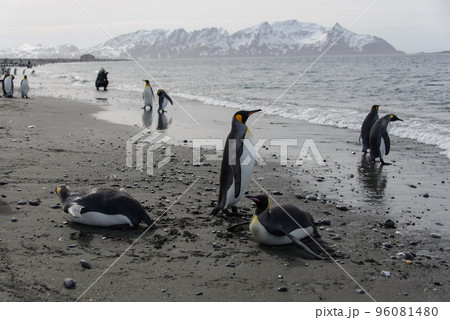 King penguin standing up King penguin standing up 96081480