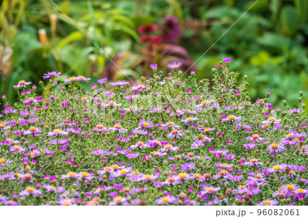 Aster Amellus, Purple Daisy. Daisies - Spring Time Wild Flowers Aster Amellus, Purple Daisy. Daisies - Spring Time Wild Flowers 96082061